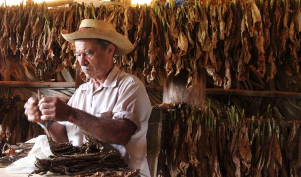 Выращивание табака на Кубе