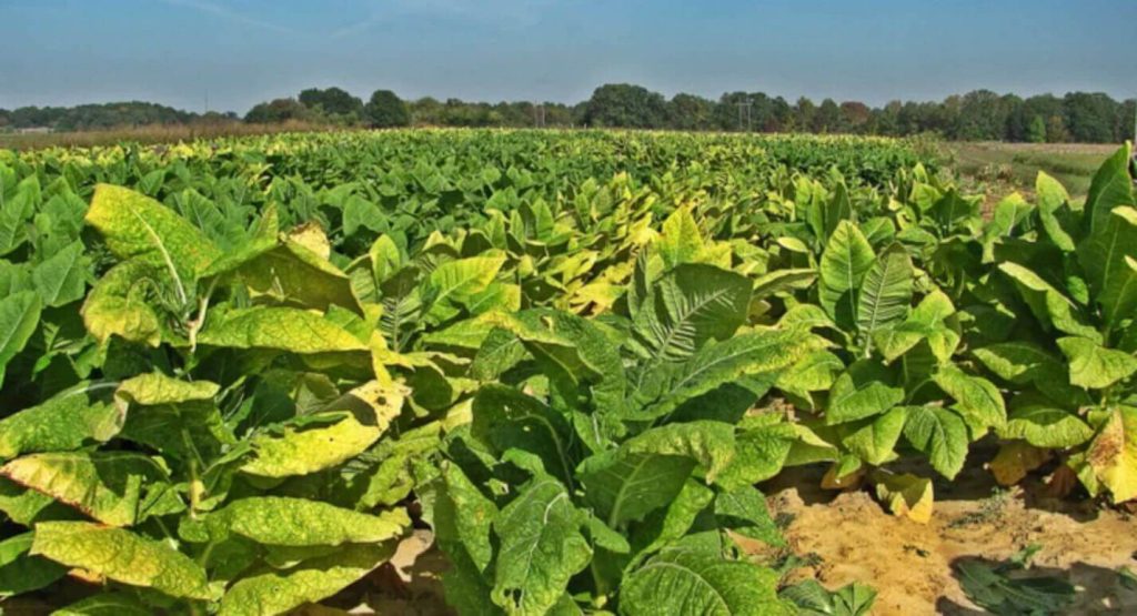 Поле растений табака Tennessee Burley, греющихся на солнце.